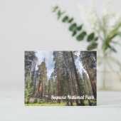 Sequoia Grove, Sequoia-Nationalpark Postkarte (Stehend Vorderseite)