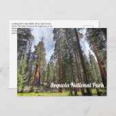 Sequoia Grove, Sequoia-Nationalpark Postkarte (Vorne/Hinten)