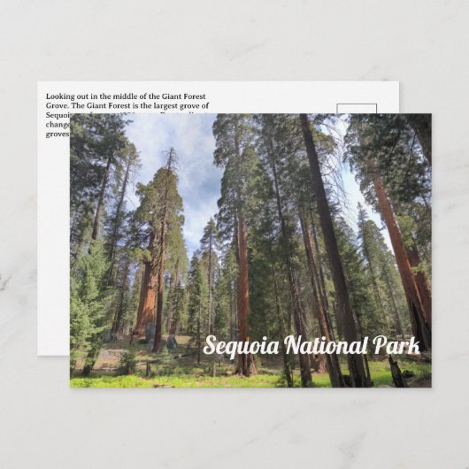 Sequoia Grove, Sequoia-Nationalpark Postkarte (Vorne/Hinten)