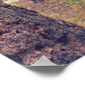 Sequoia im Wald Poster (Ecke)