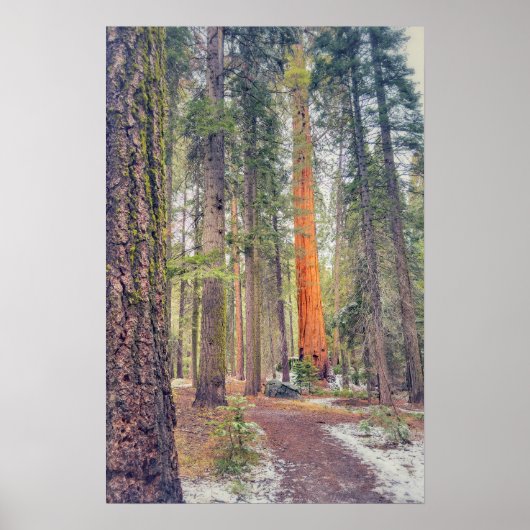 Sequoia im Wald Poster (Vorne)