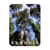 Sequoia Kings Canyon Magnet (Vertikal)