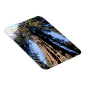 Sequoia/Kings Canyon Nationalpark Magnet (Rechte Seite)