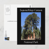 Sequoia Kings Canyon Nationalpark Postcard Postkarte (Vorne/Hinten)