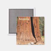 Sequoia Magnet! Magnet (Vorderseite/Rückseite)