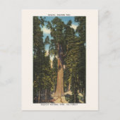 Sequoia National Park General Sherman Tree Postkarte (Vorderseite)