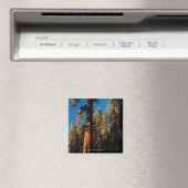 Sequoia National Park, Kalifornien 2 Magnet (In Situ (Geschirrspüler))