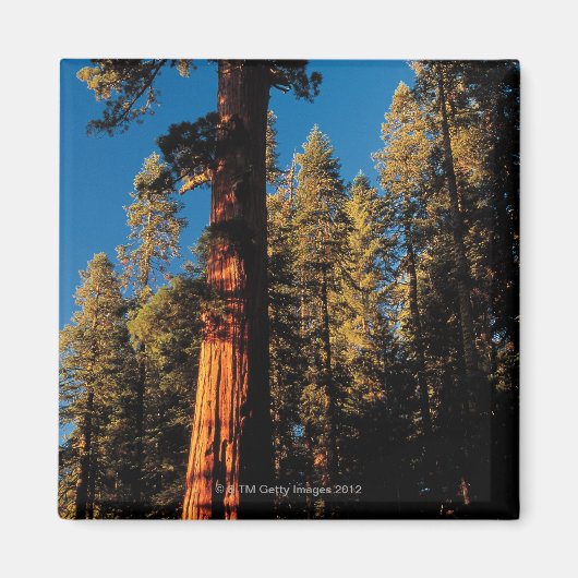 Sequoia National Park, Kalifornien 2 Magnet (Vorne)