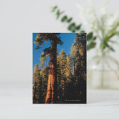 Sequoia National Park, Kalifornien 2 Postkarte (Stehend Vorderseite)