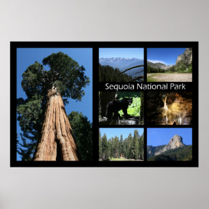 Sequoia National Park Poster von J.W. Vaterree