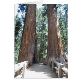 Sequoia-Nationalpark