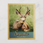 Sequoia Nationalpark Deer Vintage Postkarte (Vorderseite)