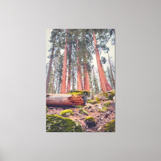 Sequoia Nationalpark Forest Landschaft Leinwanddruck (Vorderseite)