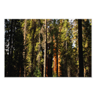 Sequoia-Nationalpark Fotodruck
