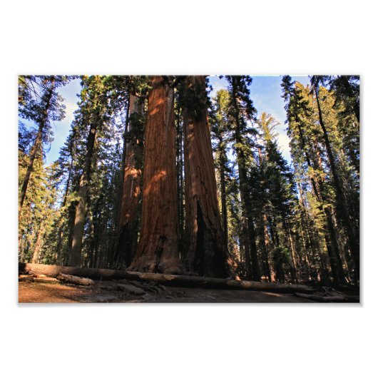 Sequoia-Nationalpark Fotodruck (Vorne)