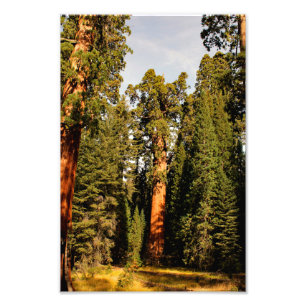 Sequoia-Nationalpark Fotodruck