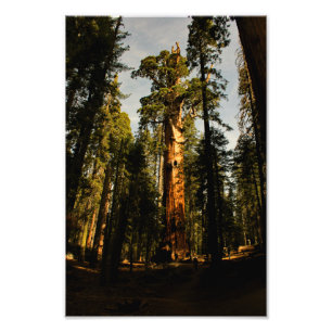 Sequoia-Nationalpark Fotodruck