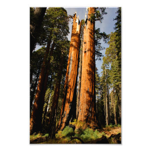 Sequoia-Nationalpark Fotodruck