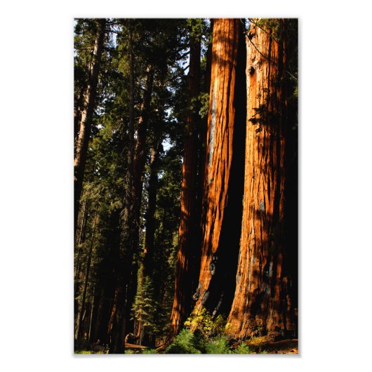 Sequoia-Nationalpark Fotodruck (Vorne)