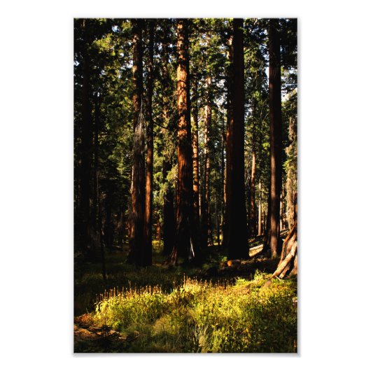 Sequoia-Nationalpark Fotodruck (Vorne)