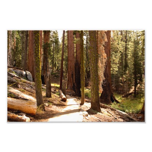 Sequoia-Nationalpark Fotodruck (Vorne)
