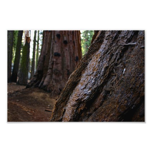 Sequoia-Nationalpark Fotodruck (Vorne)