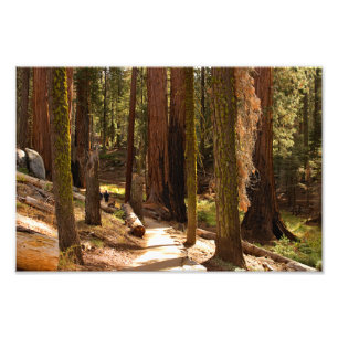 Sequoia-Nationalpark Fotodruck