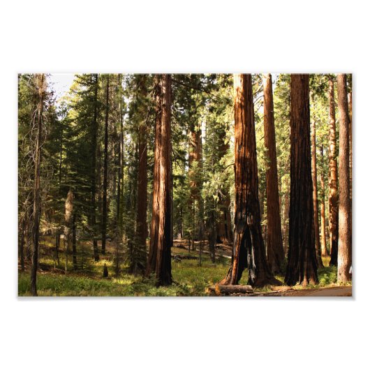 Sequoia-Nationalpark Fotodruck (Vorne)