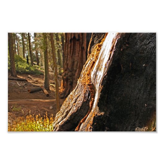 Sequoia-Nationalpark Fotodruck (Vorne)