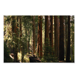 Sequoia-Nationalpark Fotodruck