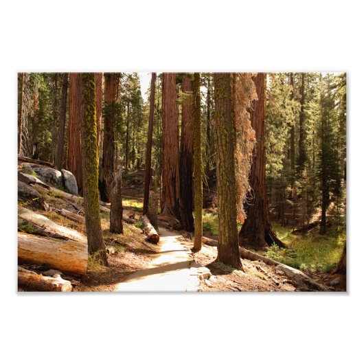 Sequoia-Nationalpark Fotodruck (Vorne)