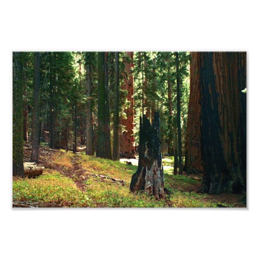 Sequoia-Nationalpark Fotodruck (Vorne)