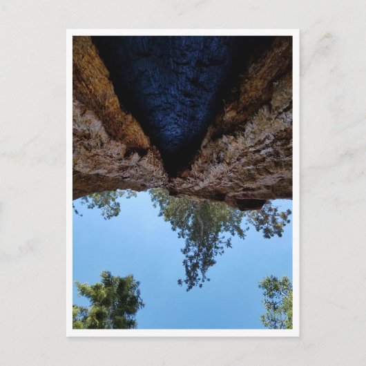 Sequoia-Nationalpark: Hundetage Postkarte (Vorderseite)