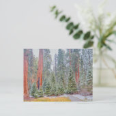Sequoia-Nationalpark im Winter Postkarte (Stehend Vorderseite)