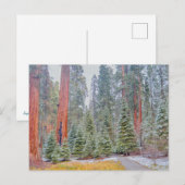 Sequoia-Nationalpark im Winter Postkarte (Vorne/Hinten)