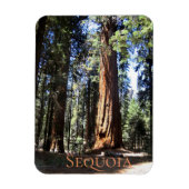 Sequoia-Nationalpark Magnet (Vertikal)