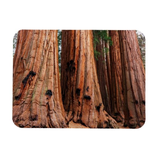 Sequoia-Nationalpark Magnet (Horizontal)