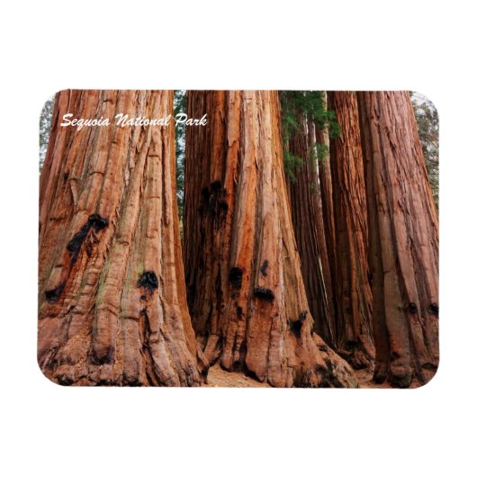 Sequoia-Nationalpark Magnet (Horizontal)