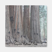 Sequoia-Nationalpark Magnet (Vorne)