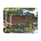 Sequoia-Nationalpark Magnet (Horizontal)