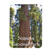 Sequoia-Nationalpark Magnet (Vertikal)