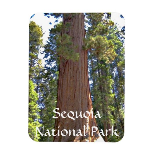 Sequoia-Nationalpark Magnet (Vertikal)