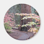 Sequoia-Nationalpark Magnet (Vorne)