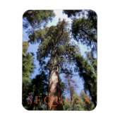Sequoia-Nationalpark Magnet (Vertikal)