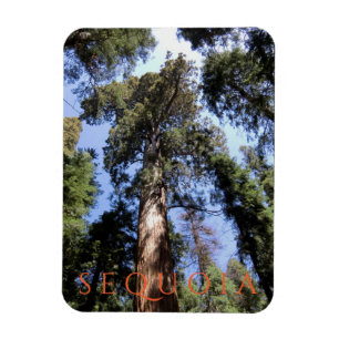 Sequoia-Nationalpark Magnet