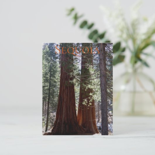 Sequoia Nationalpark Postcard Postkarte (Stehend Vorderseite)