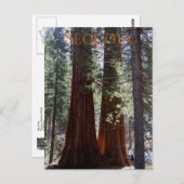 Sequoia Nationalpark Postcard Postkarte (Vorne/Hinten)