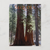 Sequoia Nationalpark Postcard Postkarte (Vorderseite)