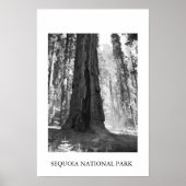 Sequoia-Nationalpark Poster (Vorne)