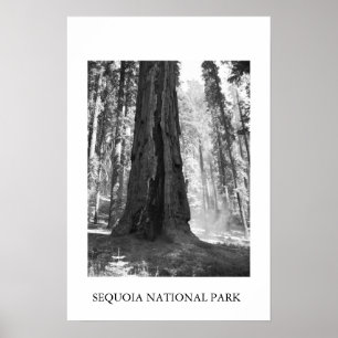 Sequoia-Nationalpark Poster